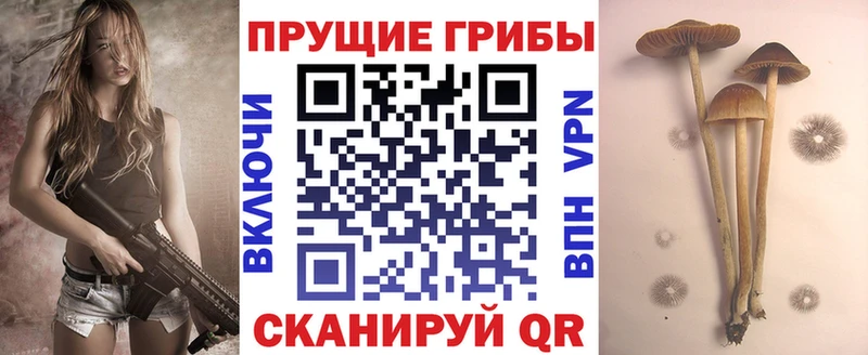 Псилоцибиновые грибы мицелий  Купить где  Гай 